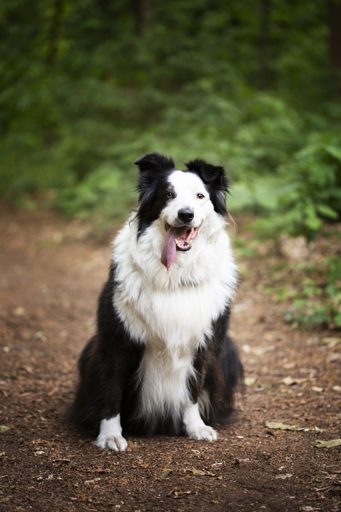 Huisdierenfotoshoot hondenfotoshoot Tilburg | Danielle van den Tillaard Fotografie